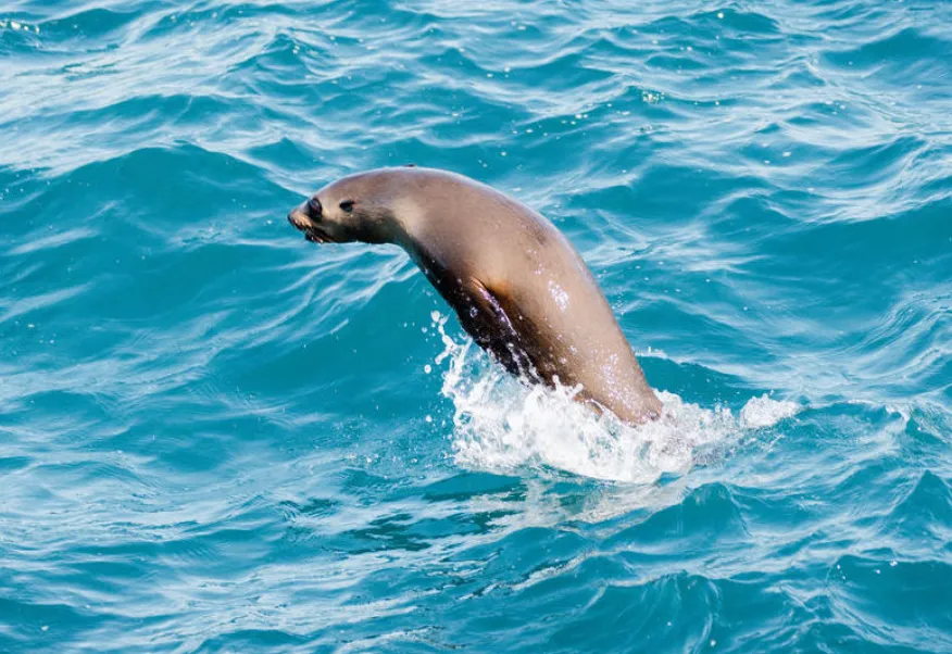 Seal Watching Cruise
