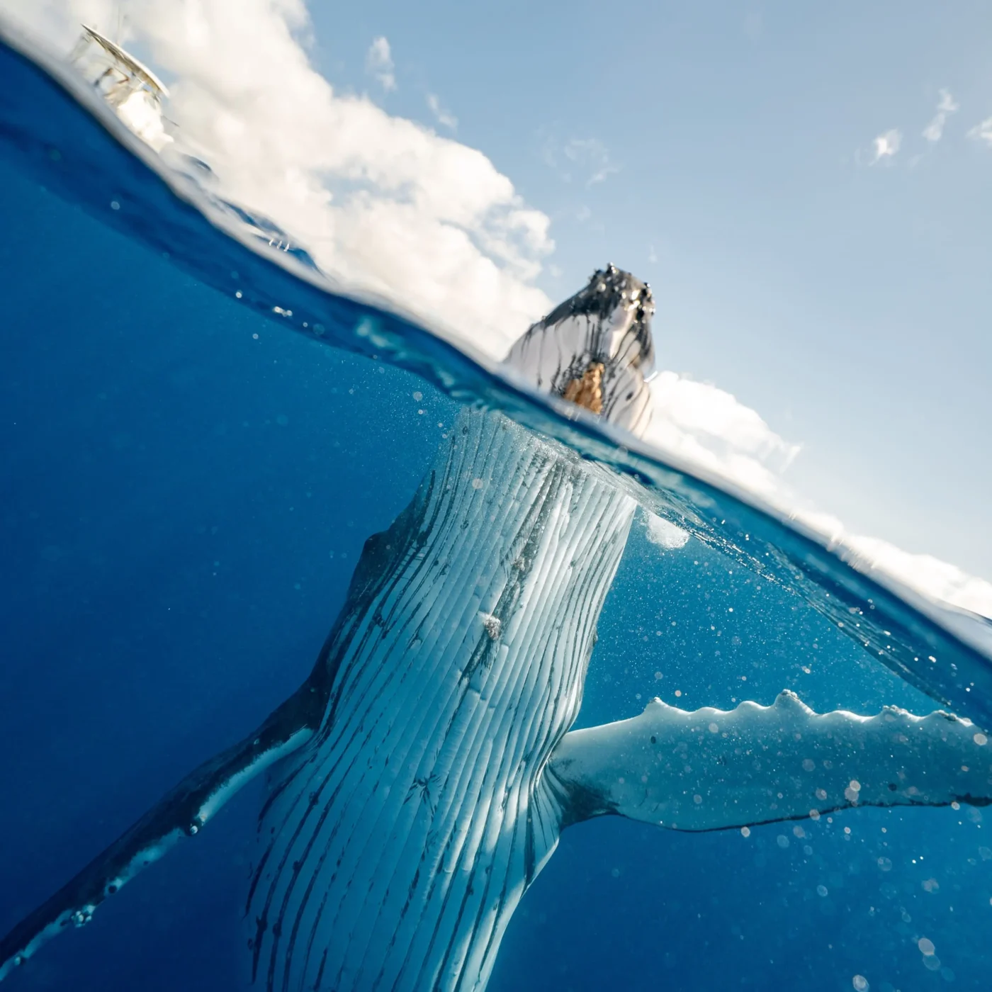 See whales