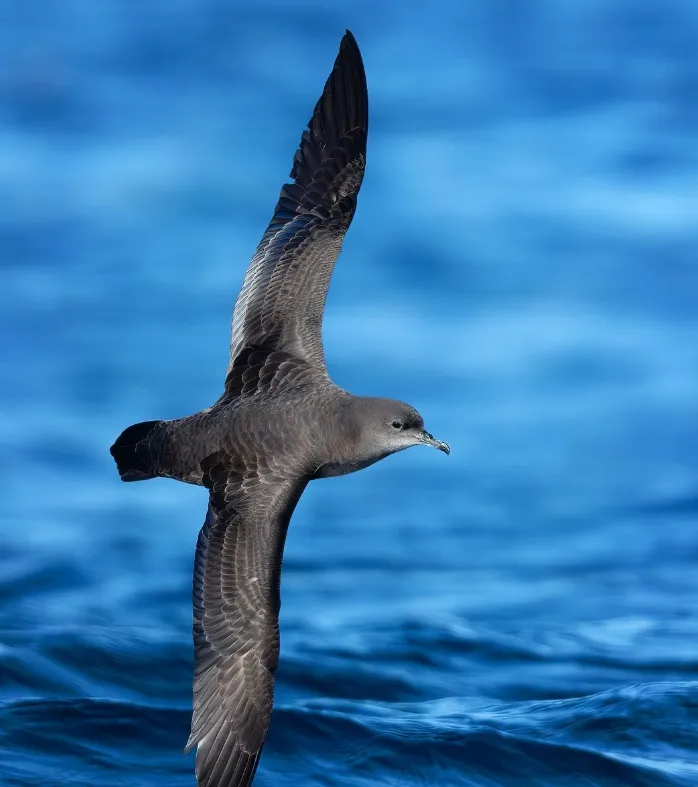 Short Tailed Shearwater