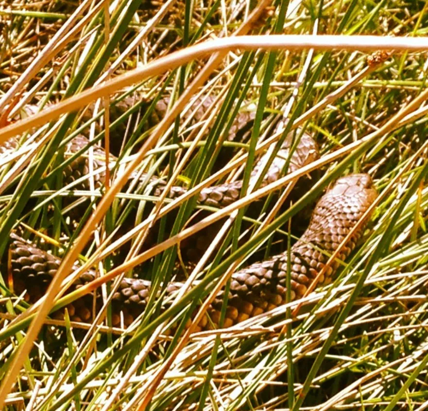 Smiths Beach’s flora and fauna