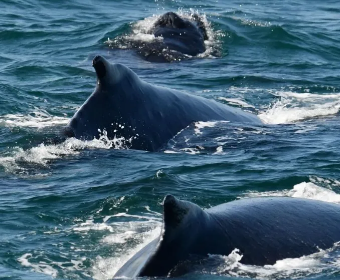 Southern Right Whale Migration