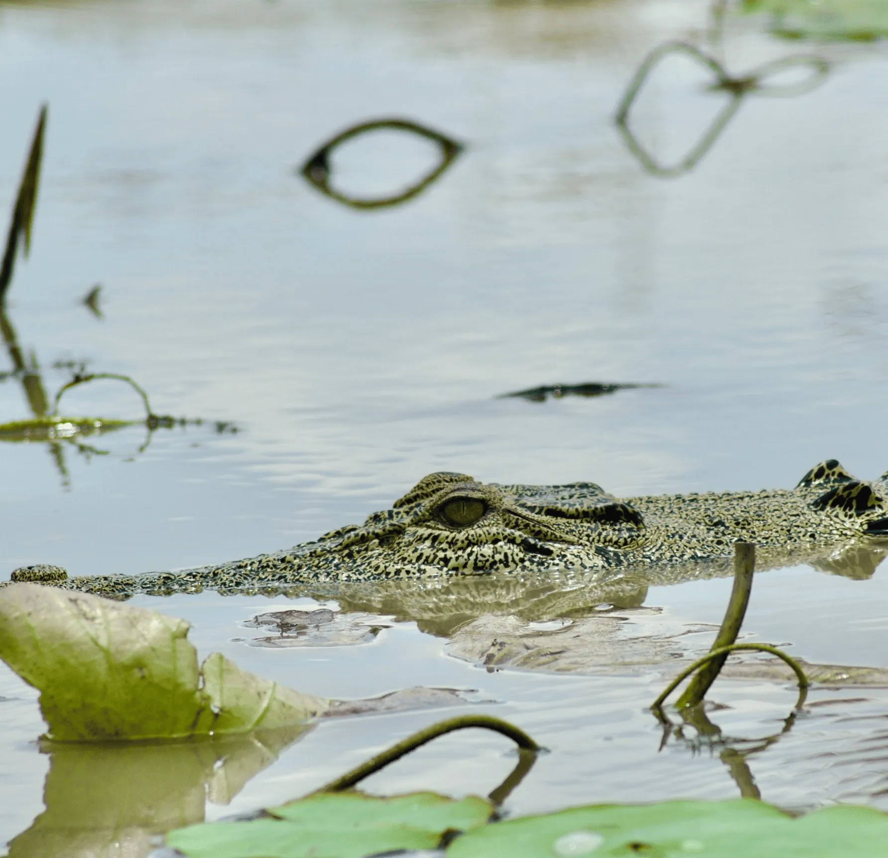 Spectacular Jumping Crocodile Cruise