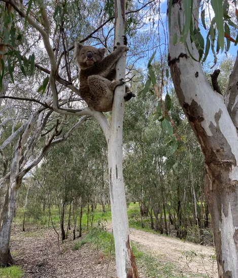 Spot a koala