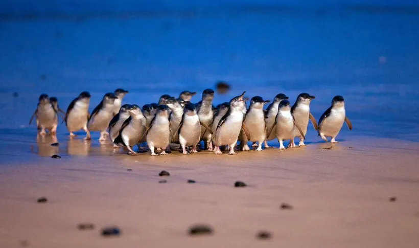 Summerland Bay Beach Penguins