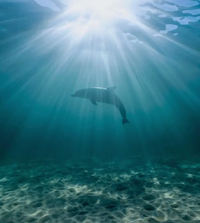 Swim With Dolphins & Seals