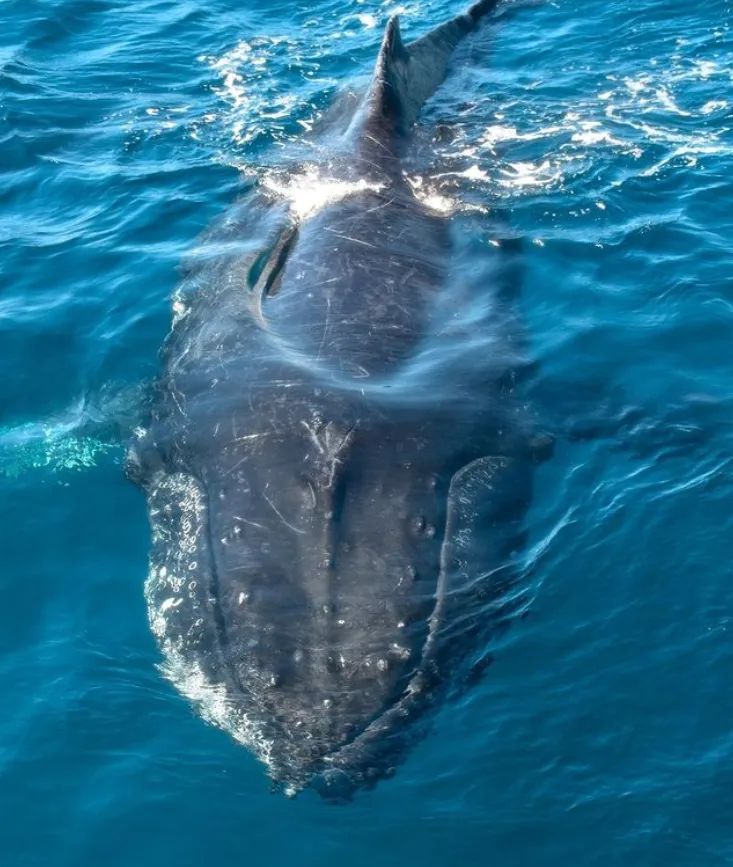 Swim with Whales