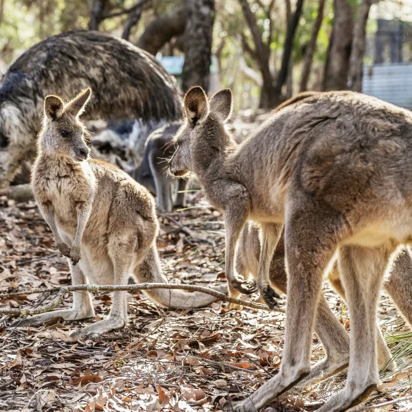 Sydney to Cairns small group tour