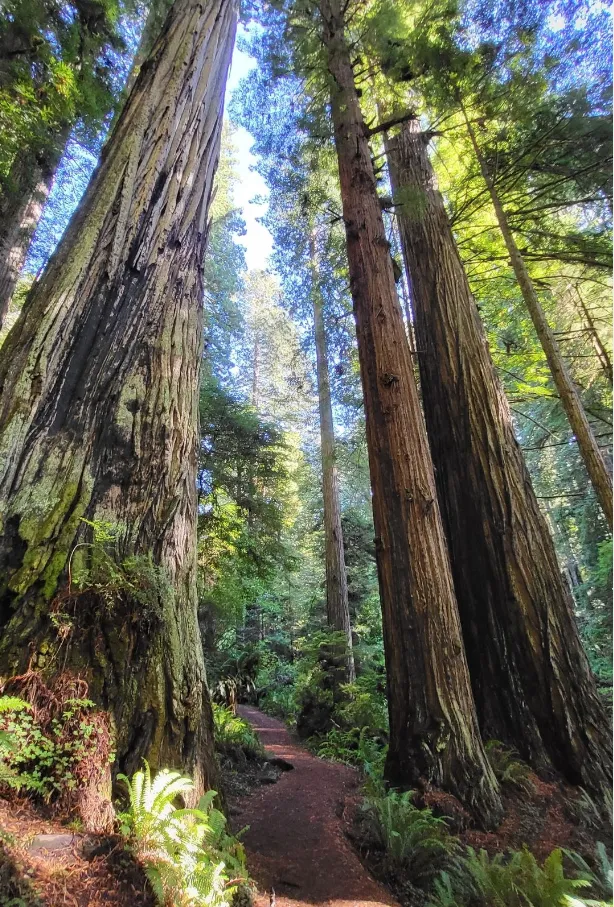 THE MYSTICAL REDWOODS OF WARBY