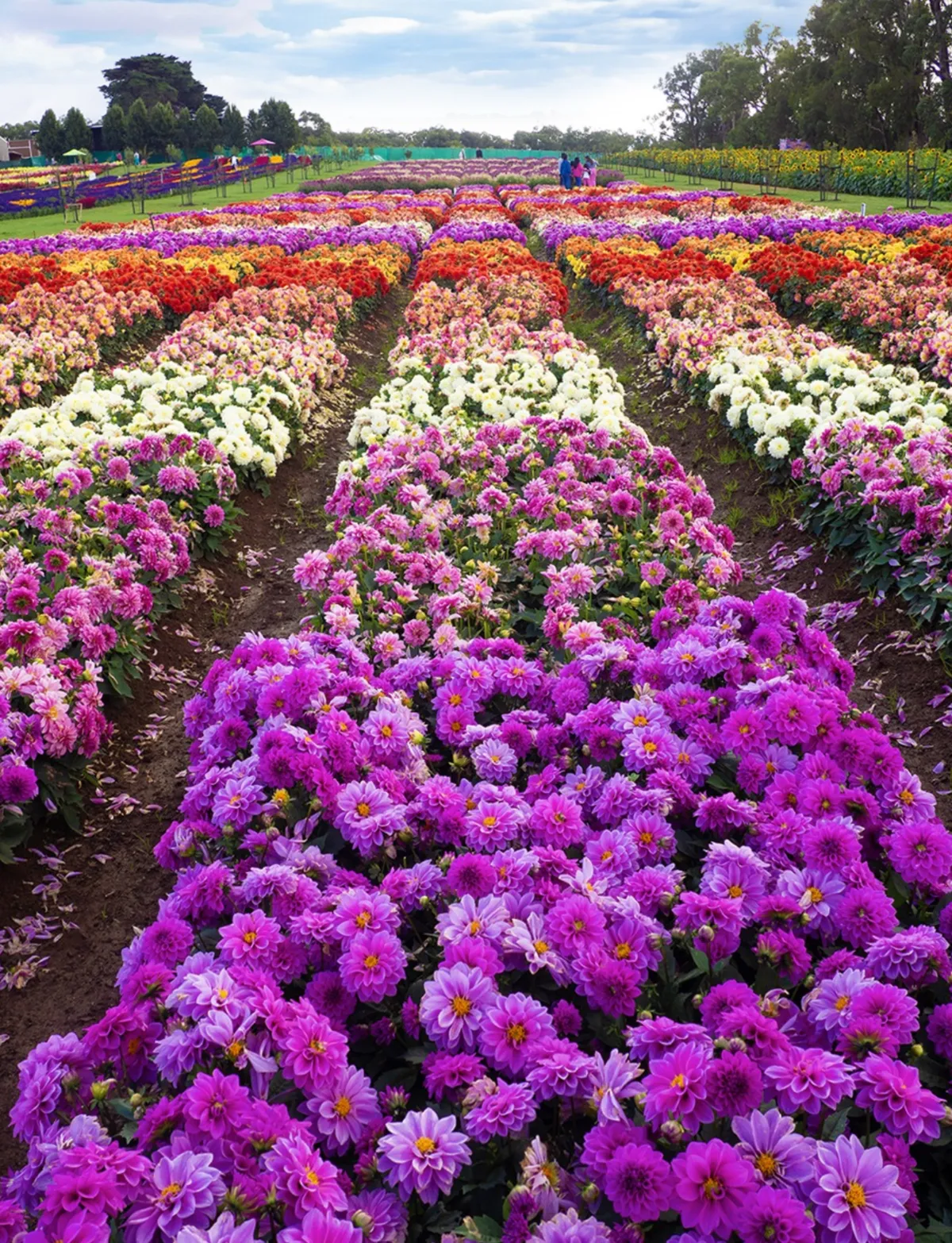 Tesselaar KaBloom flowers