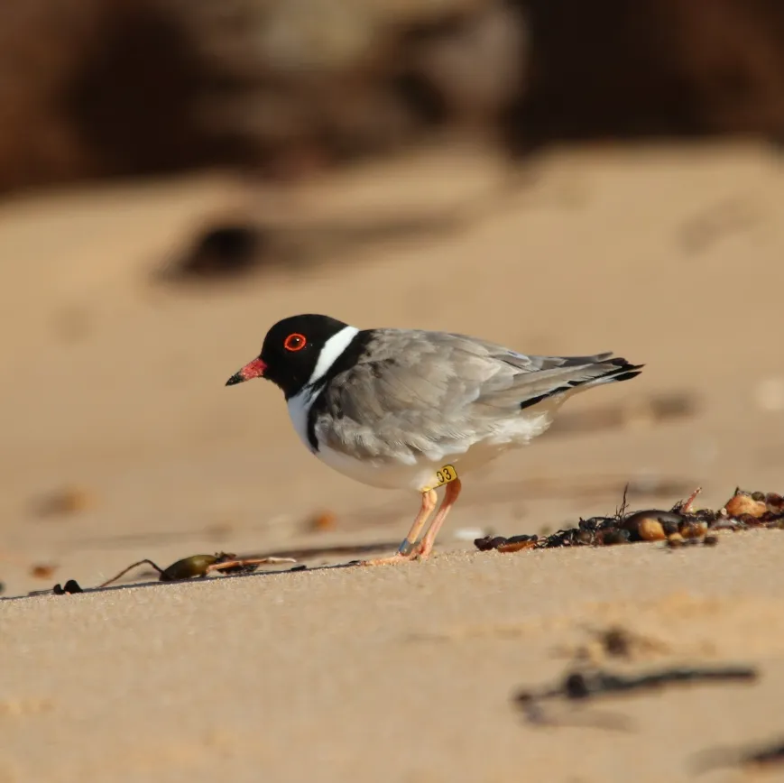 The Hooded Plover