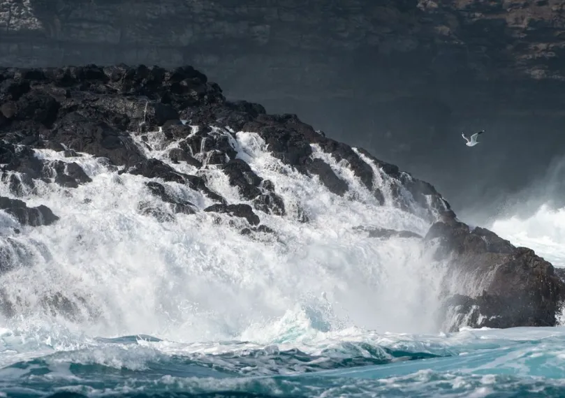 The Island’s Ecosystem