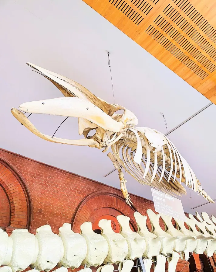 The South Australian Whale Centre