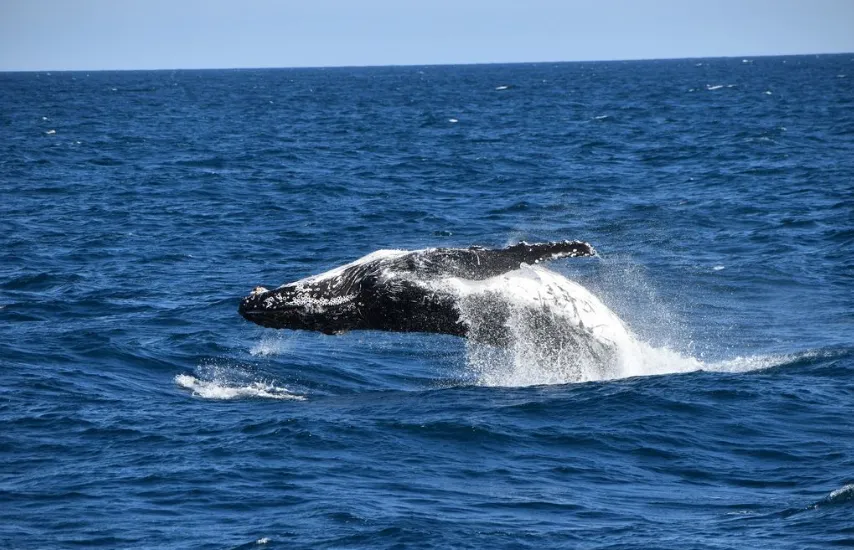 The Whale Season