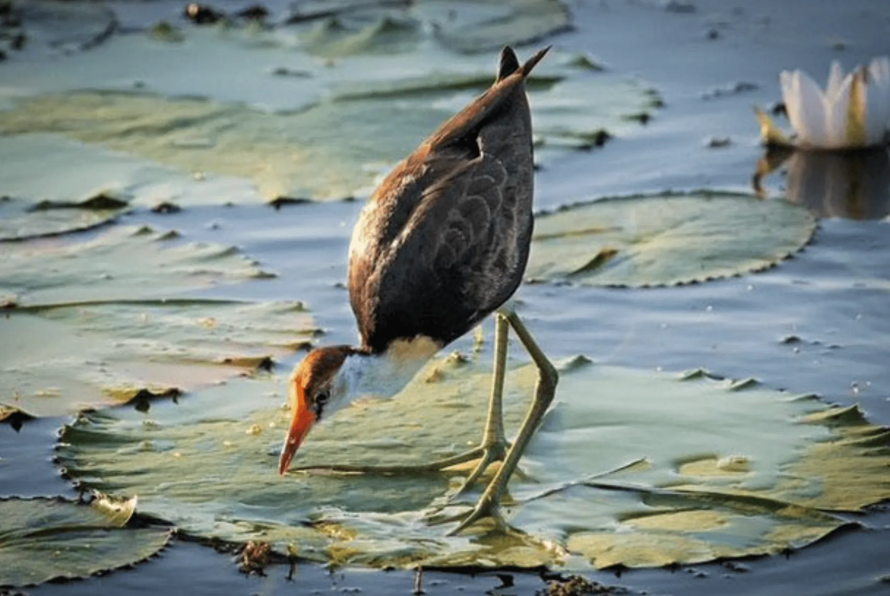 The Wildlife of White Lily Billabong