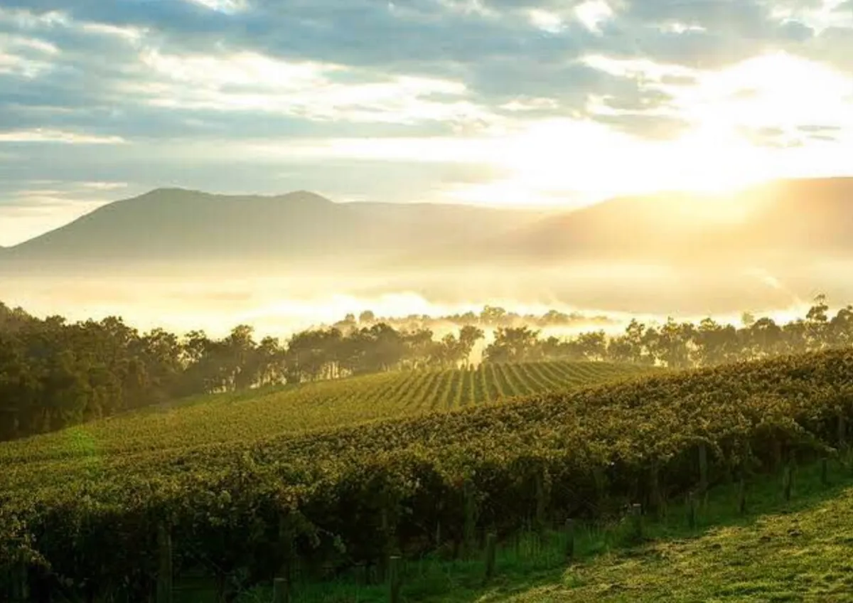 The Yarra Valley Experience