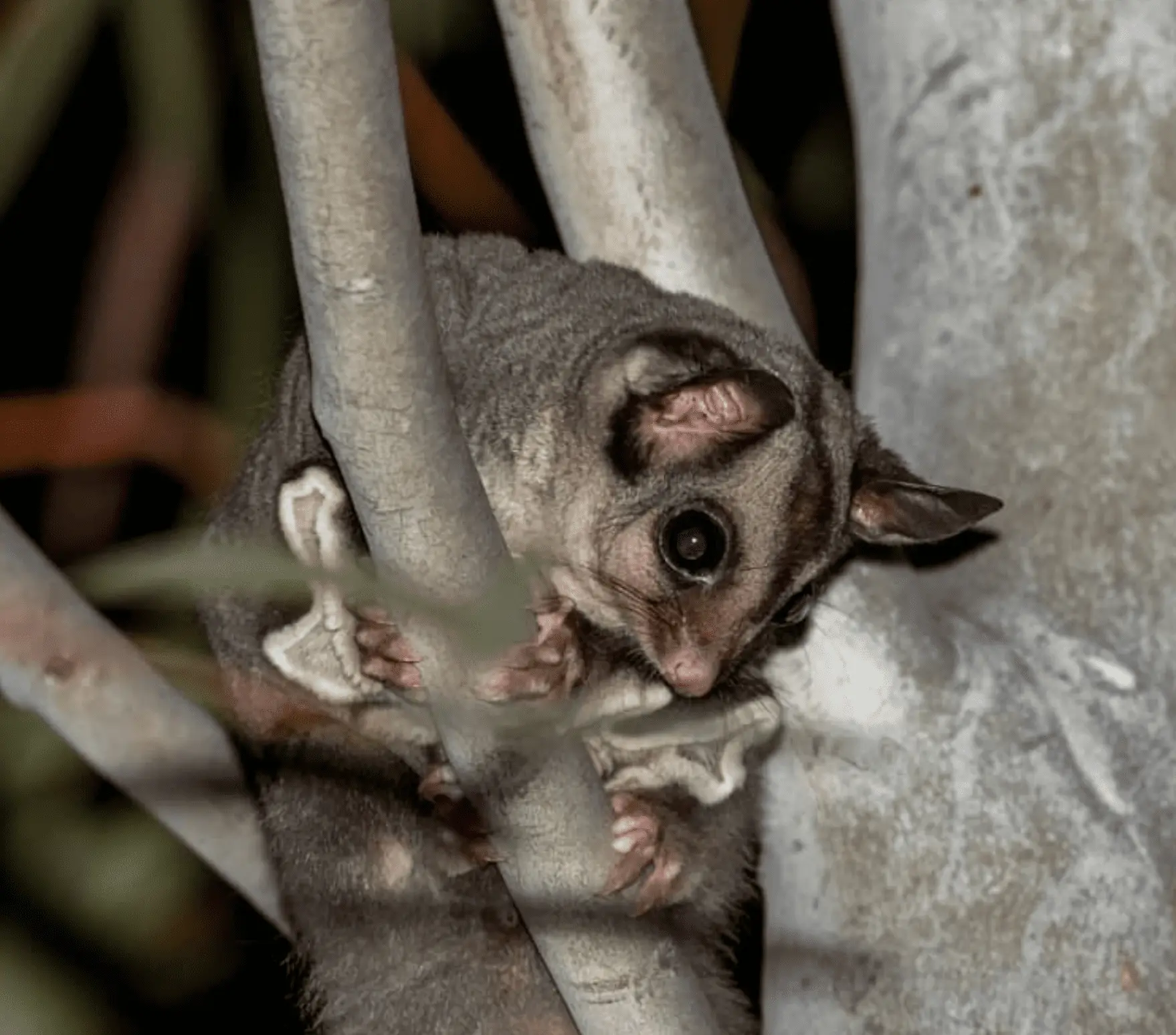 Threatened animals​