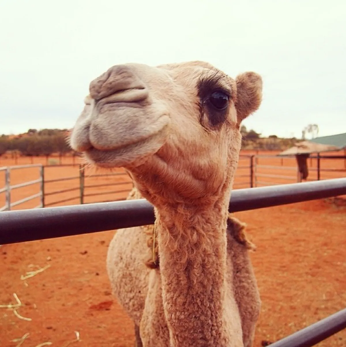 Tips for Visiting Uluru in Summer