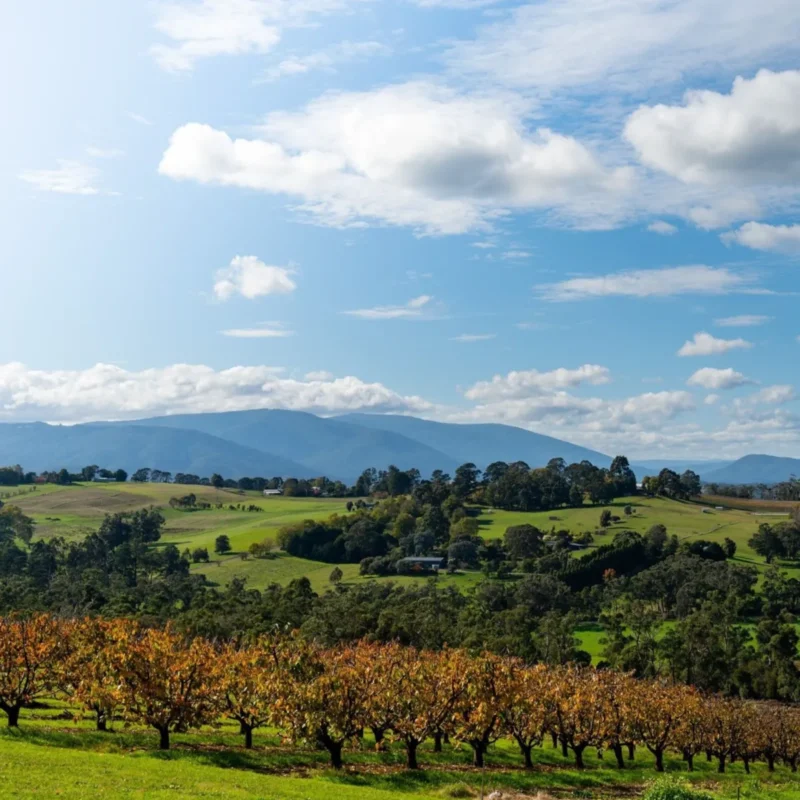 Top 10 Yarra Valley small wineries