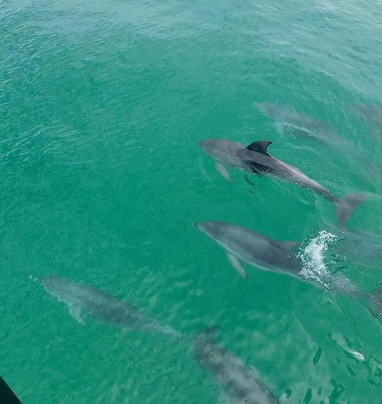 Dolphin Discovery Centre and Dolphin