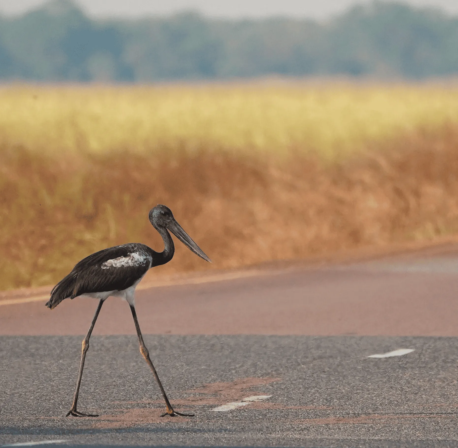 Trekking and Wildlife Observation