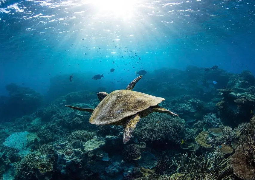Try Snorkelling