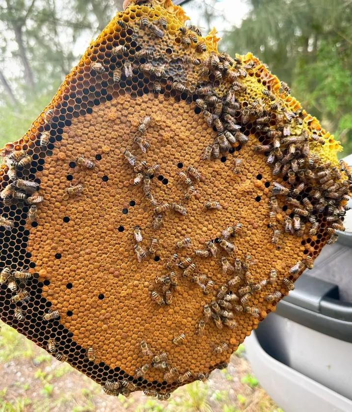 Try island beekeeping and taste honey