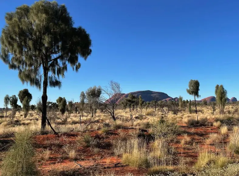 Uluru Flora and Fauna​