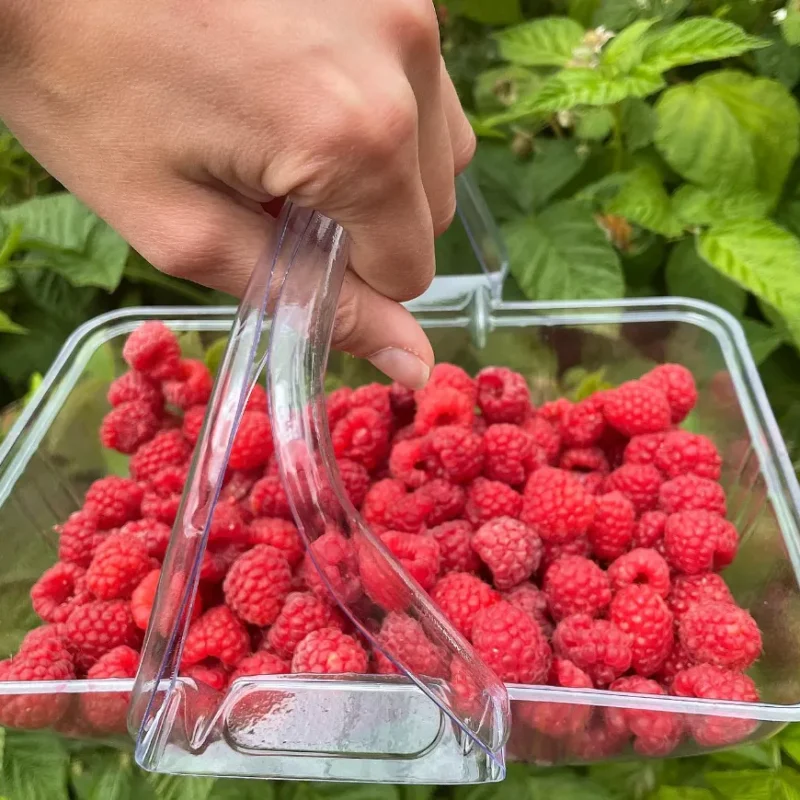 Visit a berry farm and pick berries