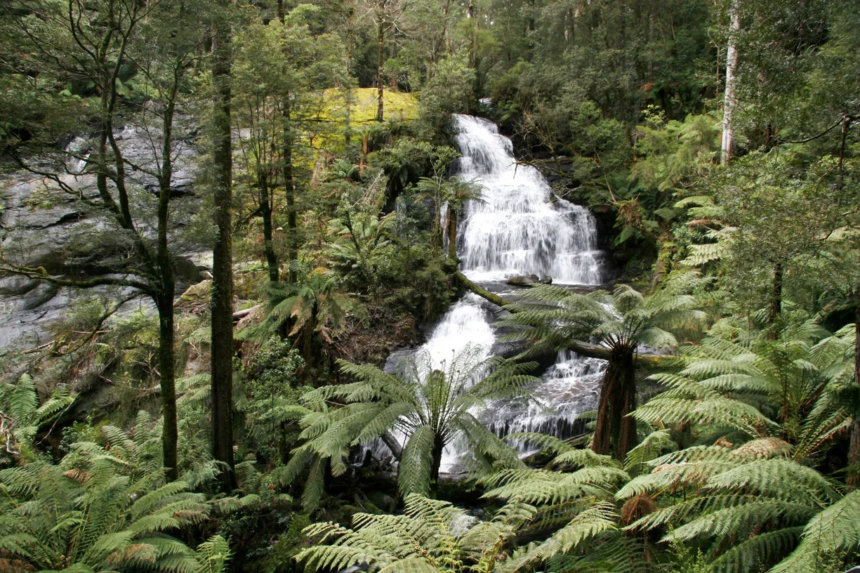 Visiting the Great Otway National Park