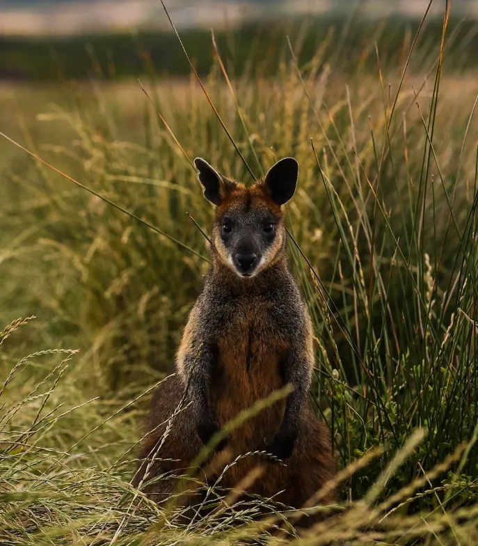 Wallaby Spotting