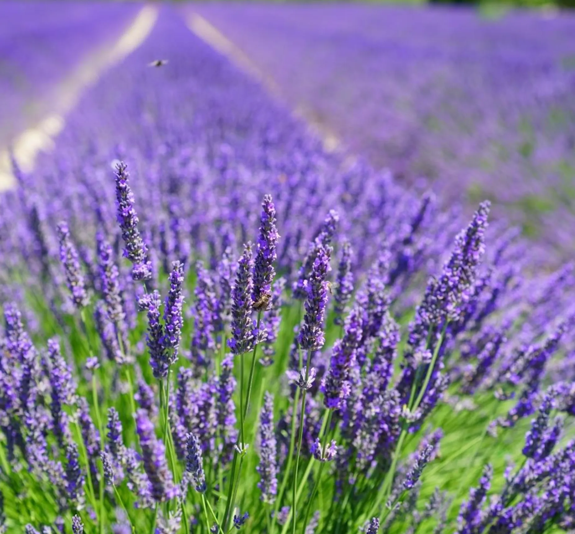 Warratina Lavender Farm History