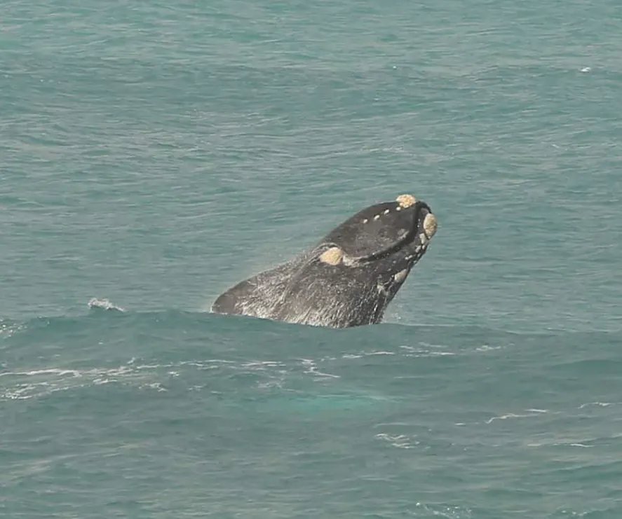 Warrnambool Whale Watching Tours