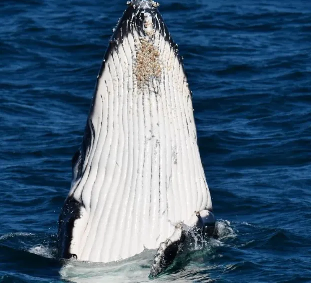 Watch the Winter Migration