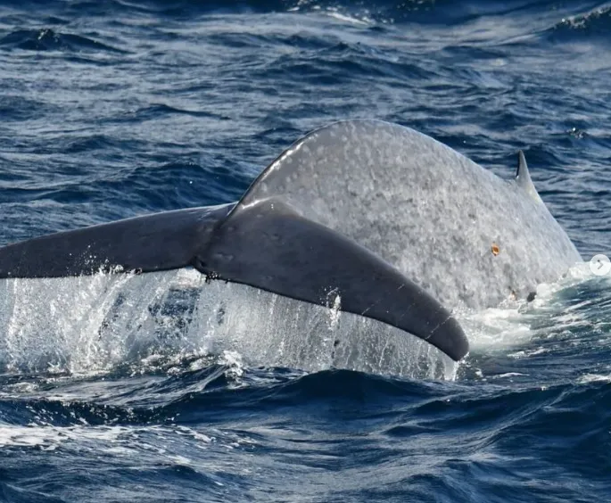 Whale Cruises