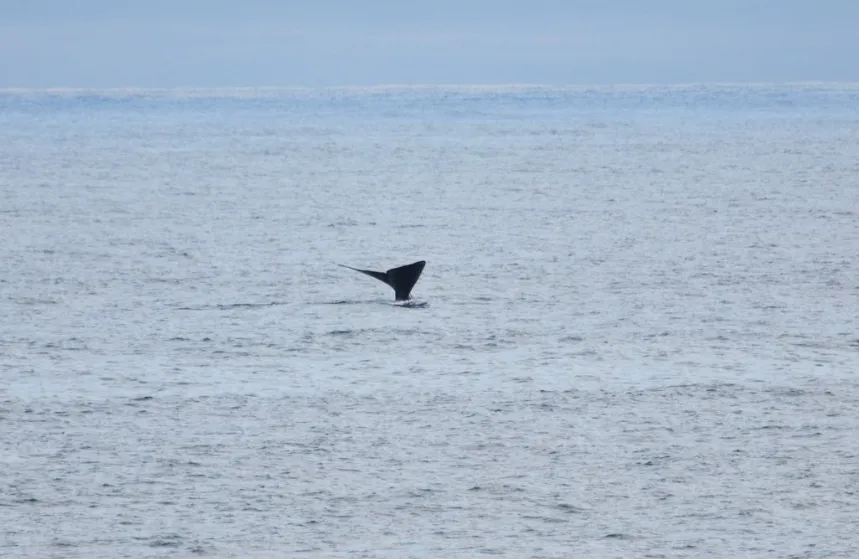 Whale Season