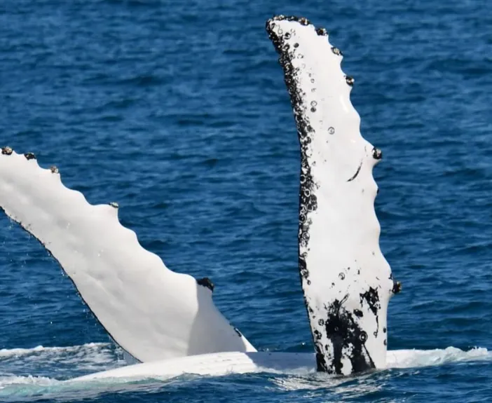 Whale Watching Tips