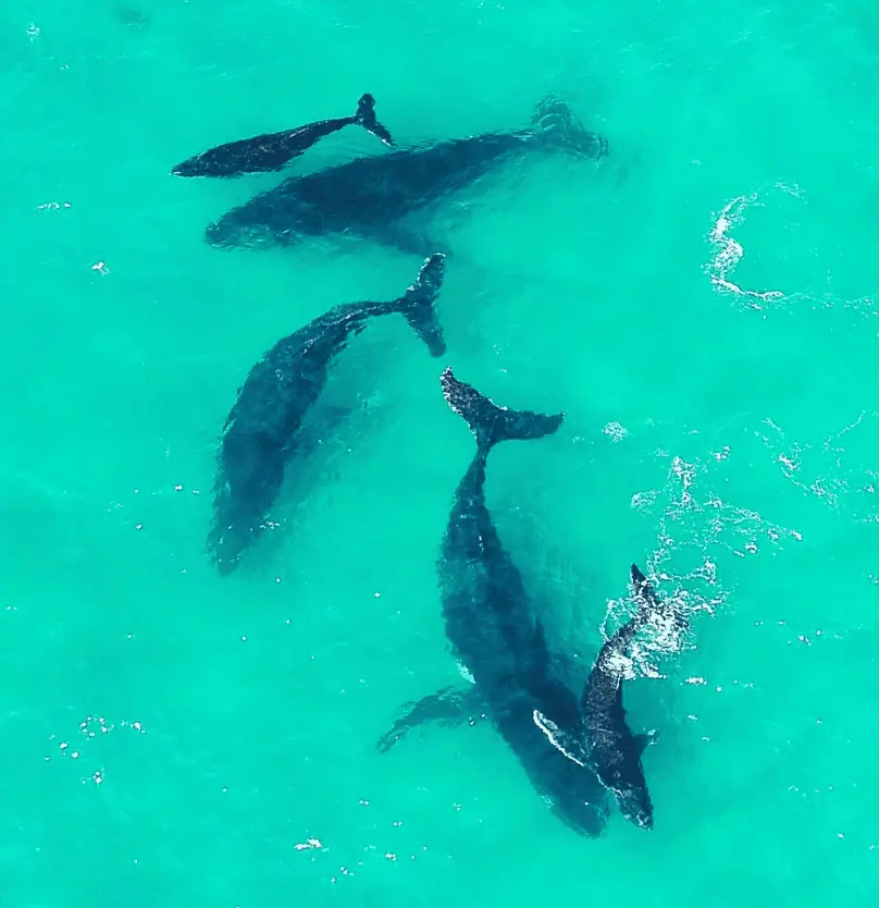 Whale migration