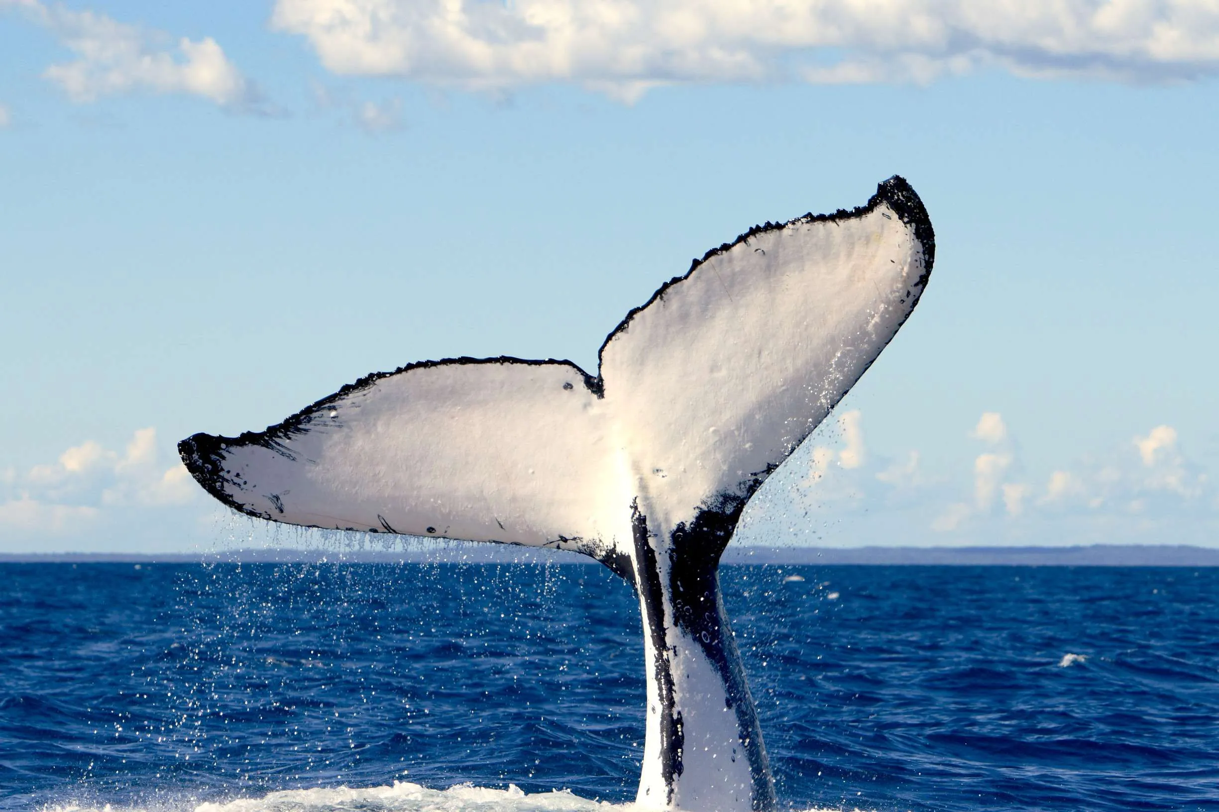 Whale watching during a specific season