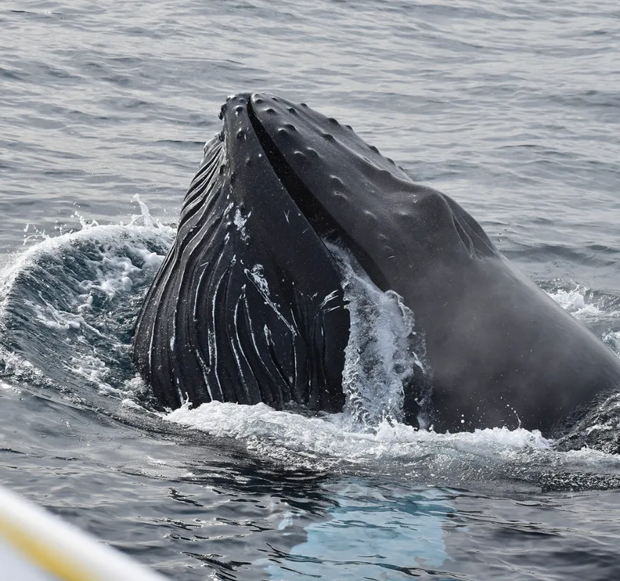 Whales of Western Port