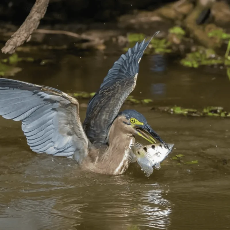 What animals live in Kakadu