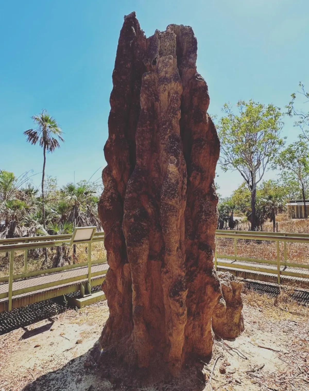 What are Magnetic Termite Mounds