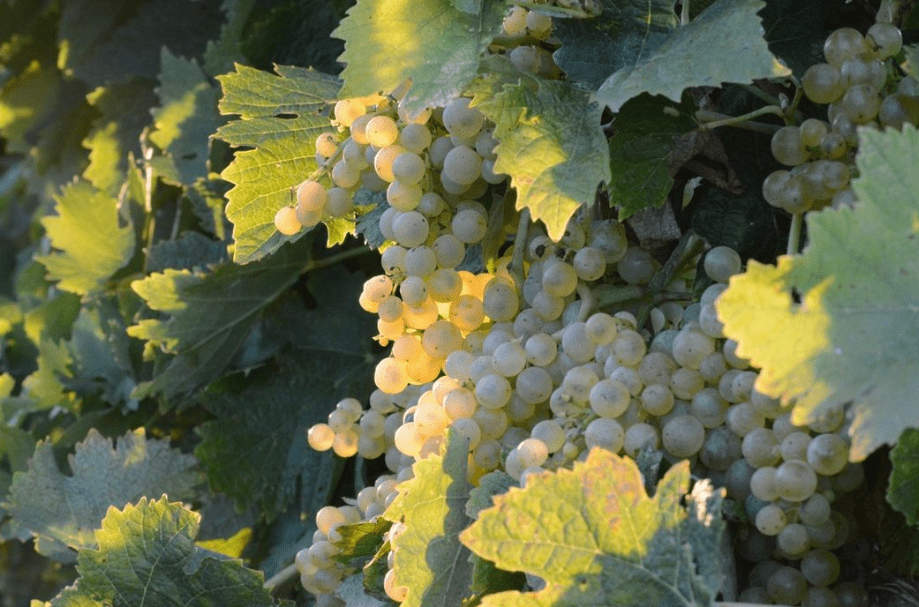 what is semillon