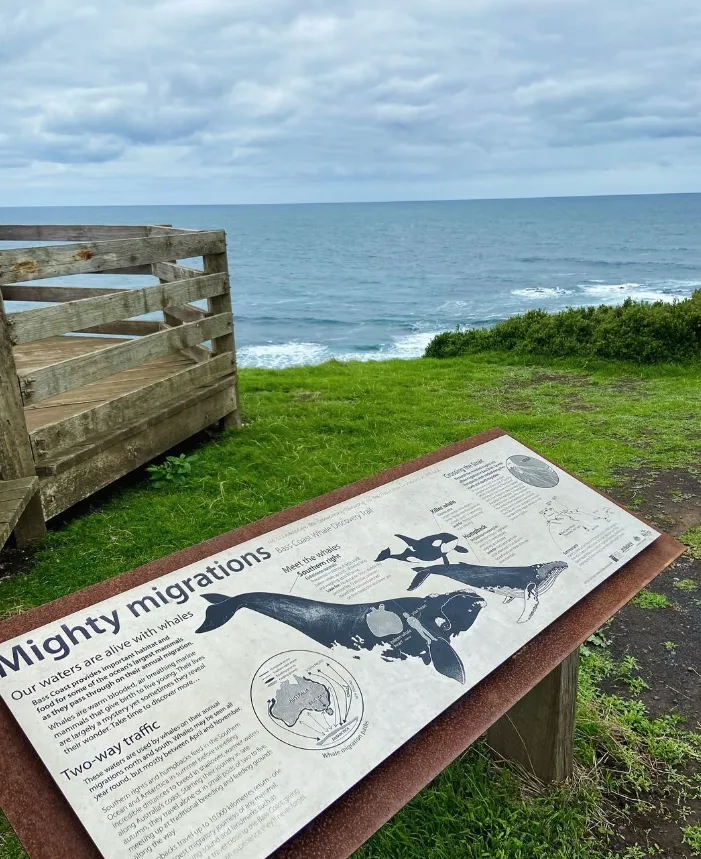Where to See Whales on Phillip Island and Surrounds
