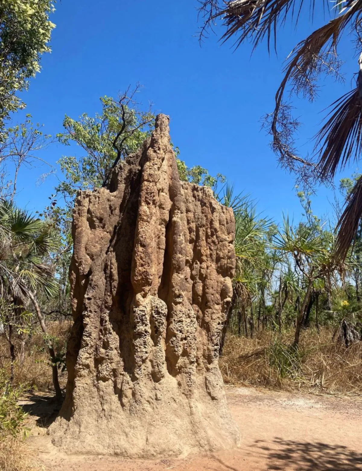 Where to See the Cathedral Termite Mounds