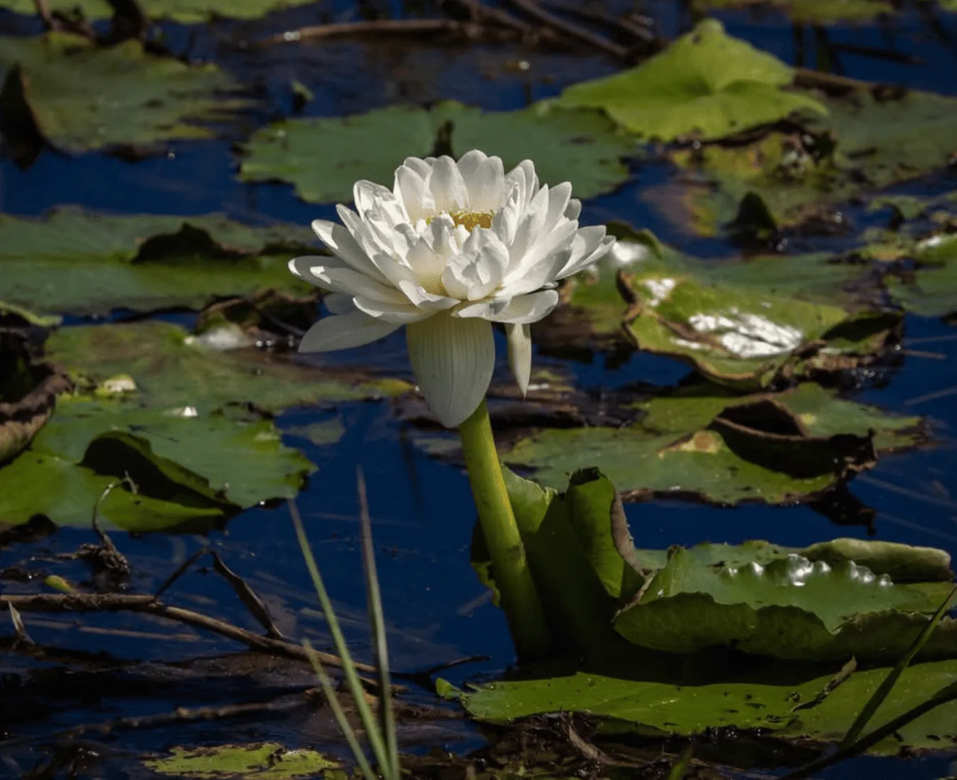 White Lily Billabong