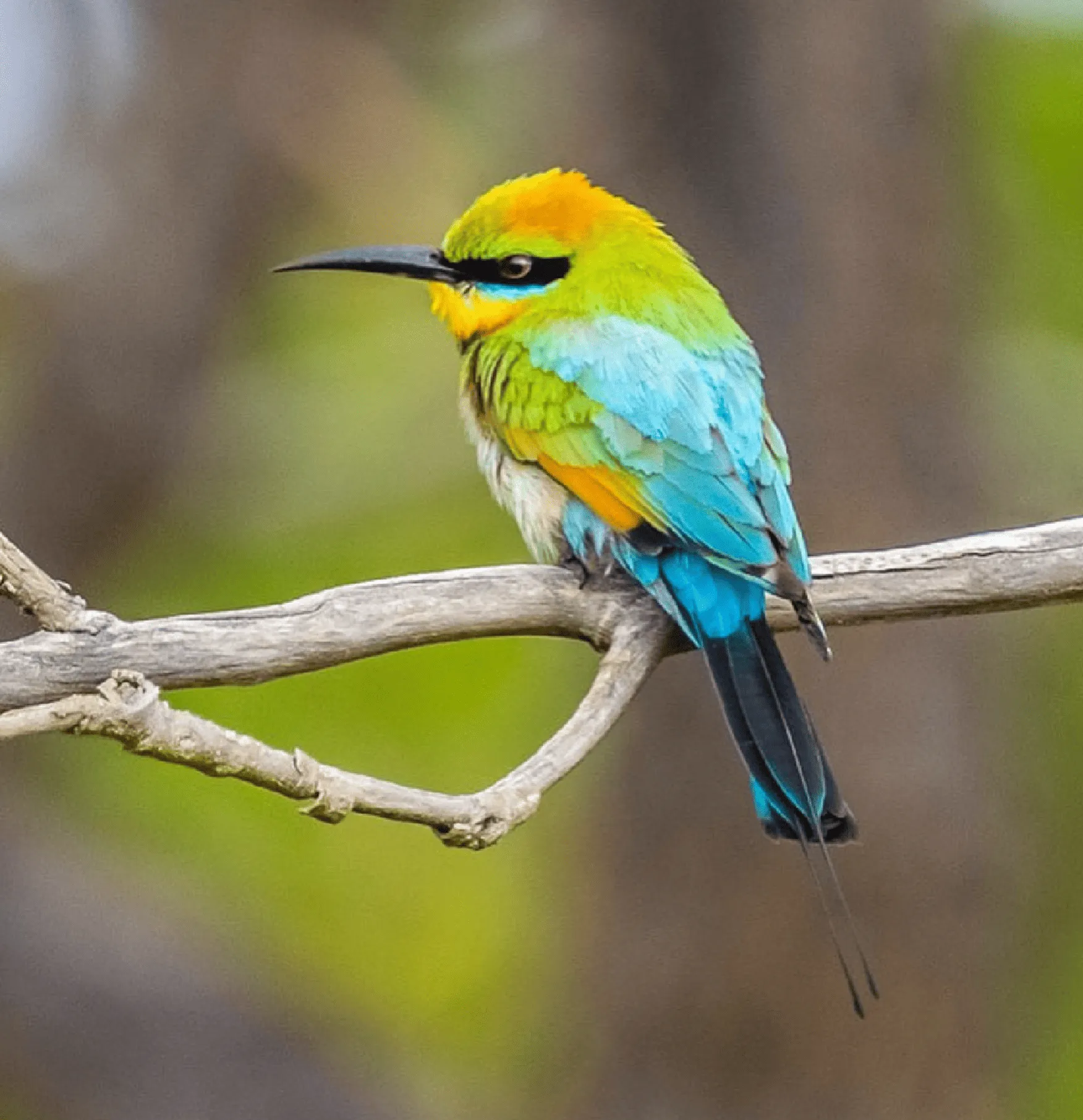Why Kakadu is a Birdos’ Paradise