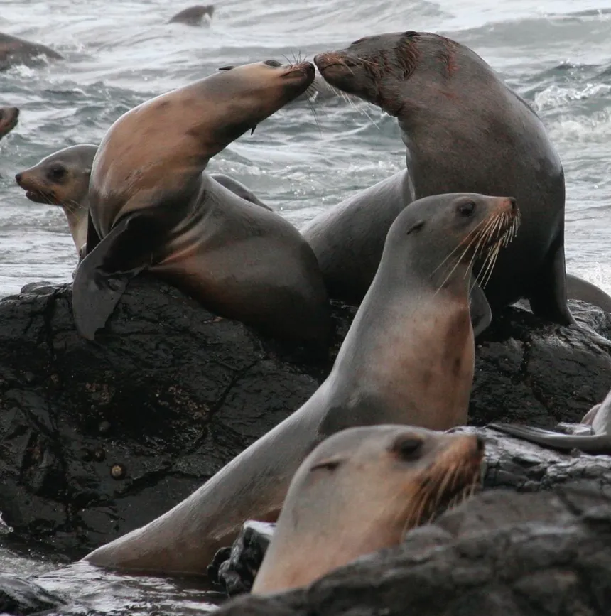 Wildlife Coast Cruises