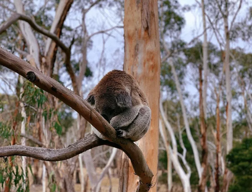 Wildlife Koala Reserve