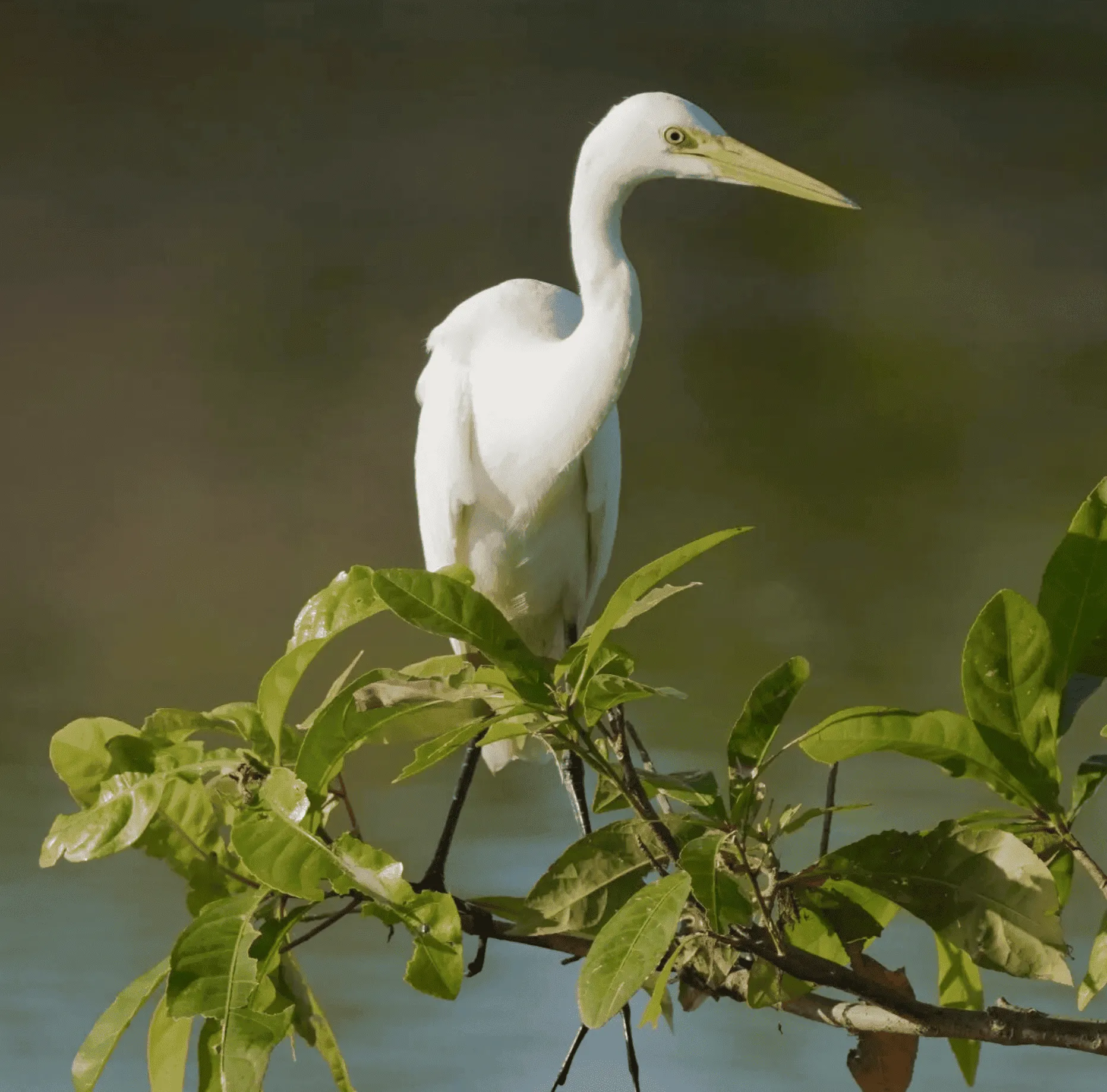 Wildlife Viewing