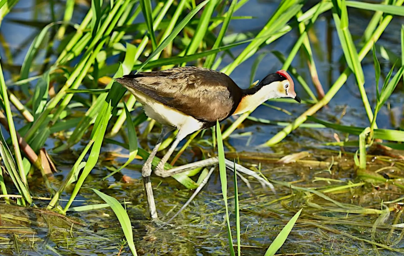Wildlife and Billabong Wonders